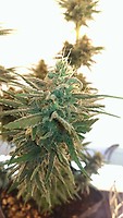 Lemon Kush Feminised Seeds