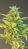 Mikromachine Auto Feminised Seeds