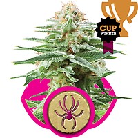 White Widow Feminizowane Nasiona