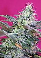 Sweet Cheese Auto Feminised Seeds