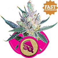 Royal Cheese Fast Feminised Seeds