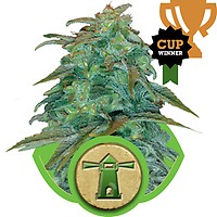 Royal Haze Auto Feminizowane Nasiona
