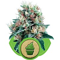 Royal Creamatic Auto Feminised Seeds