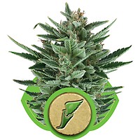 Quick One Auto Feminised Seeds
