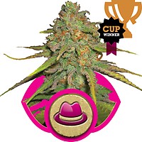 O.G. Kush Feminised Seeds