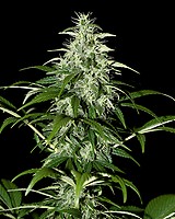 Kalashnikova Auto Feminised Seeds