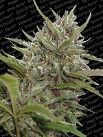 Whiteberry Auto Feminised Seeds