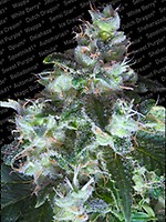 Original White Widow (IBL) Feminised Seeds