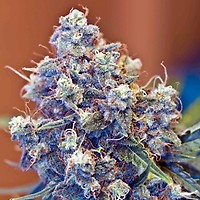 ICED Grapefruit Feminised Seeds