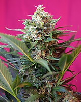 Big Devil XL Auto Feminizowane Nasiona