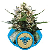 Royal Medic CBD Feminised Seeds