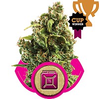 Sour Diesel Feminizowane Nasiona