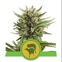 Sweet Skunk Auto Feminised Seeds