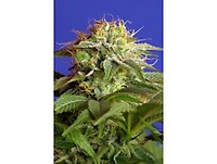 Green Poison F1 Fast Feminised Seeds