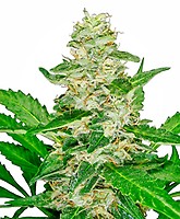 Super Skunk Auto Feminizowane Nasiona