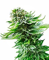 Northern Lights Auto Feminised Seeds