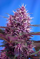 Red Poison Auto Feminizowane Nasiona