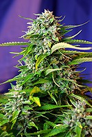 Jack 47 Auto Feminised Seeds