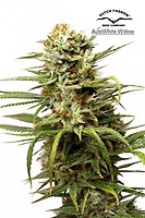 White Widow Auto Feminizowane Nasiona
