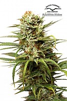 White Widow Auto Feminizowany Nasiona