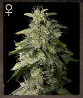 Money Maker Feminised Seeds