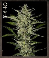 Flowerbomb Kush Feminizowane Nasiona