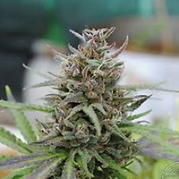 Baby Boom Auto Feminised Seeds