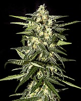 Jack Herer Auto Feminizowane Nasiona