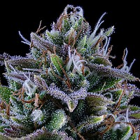 24 Carat Auto Feminised Seeds