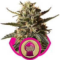 Bubblegum XL Feminizowane Nasiona