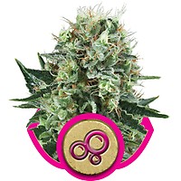 Bubble Kush Feminizowane Nasiona