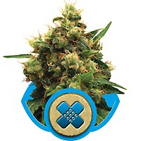 Painkiller XL CBD Feminizowane Nasiona