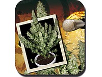 Magnum Auto Feminised Seeds