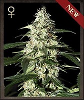 Skunk Auto Feminizowane Nasiona