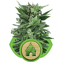 Royal Kush Auto Feminizowane Nasiona