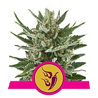 Speedy Chile Fast Feminised Seeds