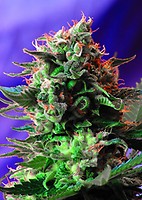 Jack 47 F1 Fast Feminised Seeds