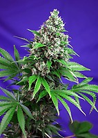 Killer Kush F1 Szybko Feminizowane Nasiona