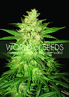 Colombian Gold Ryder (former Sweet Coffee Ryder) Auto Feminised Seeds