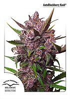 Blackberry Kush Auto Feminizowane Nasiona