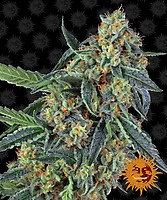 Cookies Kush Feminised Seeds