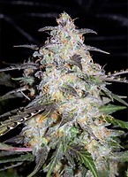 Toof Decay Auto Feminizowane Nasiona