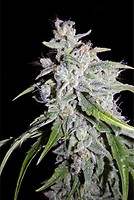 Walter White Auto Feminised Seeds
