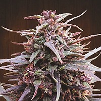 Purple Haze x Malawi Feminizowane Nasiona