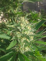 Sex Bud Feminised Seeds