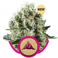 Critical Kush Feminised Seeds