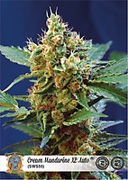 Cream Mandarine XL Auto Feminizowane Nasiona