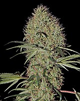 Super Bud Auto Feminizowane Nasiona