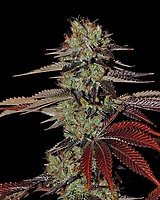 King's Kush Auto Feminizowane Nasiona