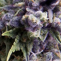 Purple Auto Feminizowane Nasiona